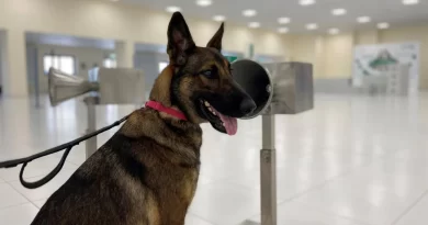 Smelling Dogs at Dubai Airports